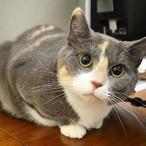 Meet your Posher, Marie